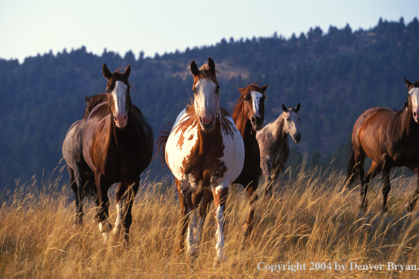Quarter horses in pasture.