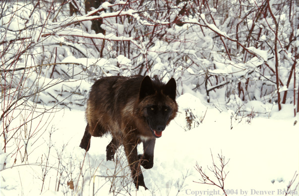 Gray wolf running.