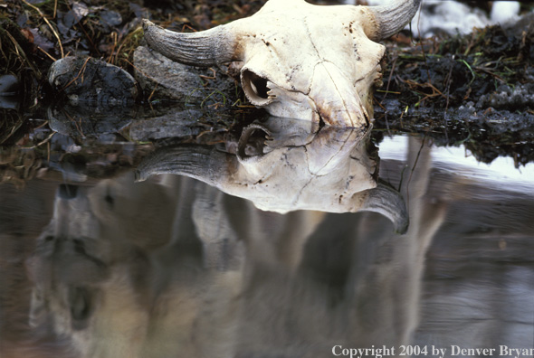 Gray wolf's reflection.
