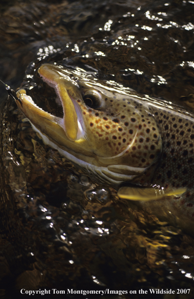 Brown Trout