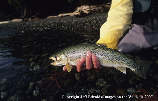 Cutthroat Trout