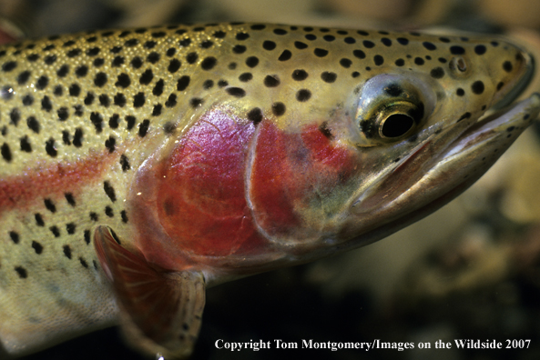 Rainbow Trout