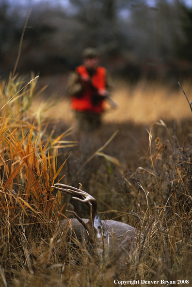 White-tailed deer hunter approaching downed deer