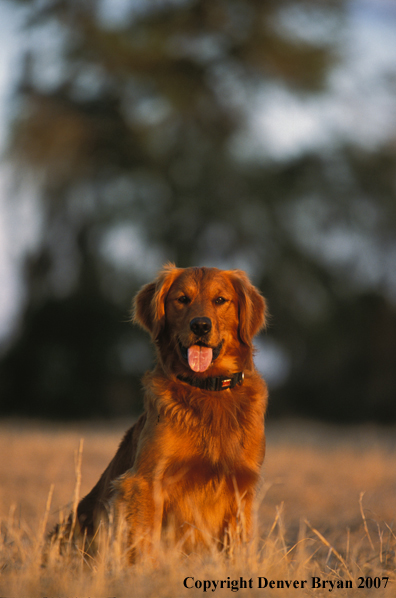 Golden Retriever in field.