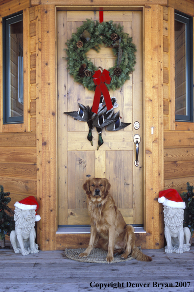 Golden Retriever on doorstep.