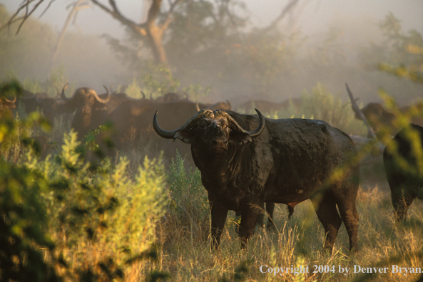 Herd of Cape Buffalo in habitat.