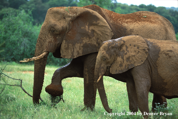 African elephants in habitat.