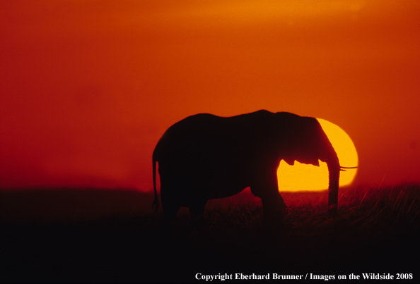 Bull Elephant in habitat
