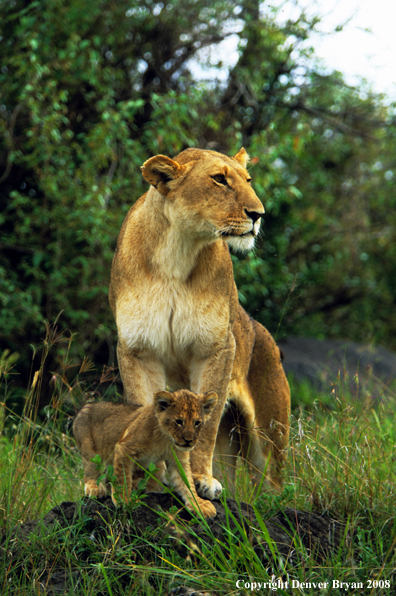 African lioness with cub