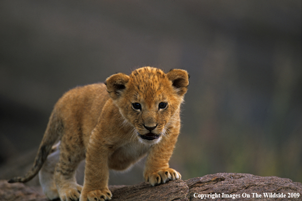Lion Cub
