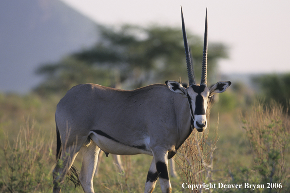 African Oryx