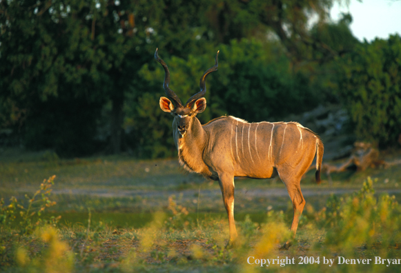 Kudu bull in bush.  Kenya, Africa.