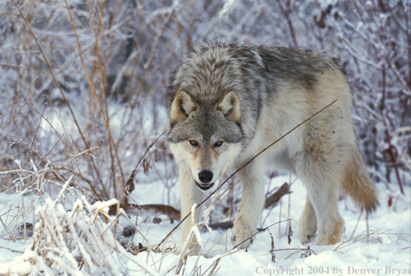 Gray wolf in winter habitat.