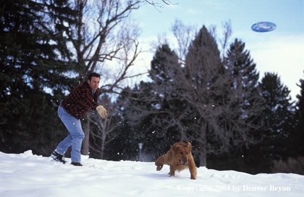 Man playing frisbee with golden Retriever