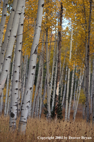 Aspens in autumn