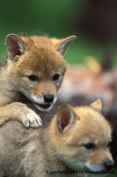 Coyote puppies.