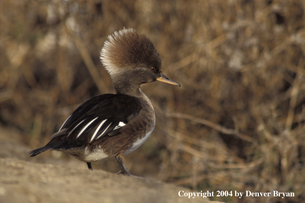 Hooded Merganser hen standing on rock
