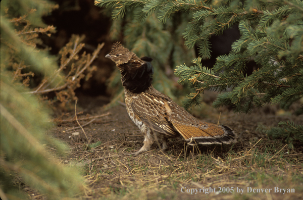 Ruffed Grouse.