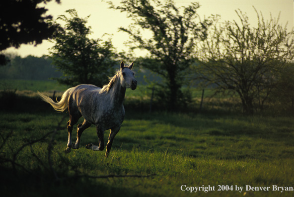 Arabian/Quarter horse in pasture.