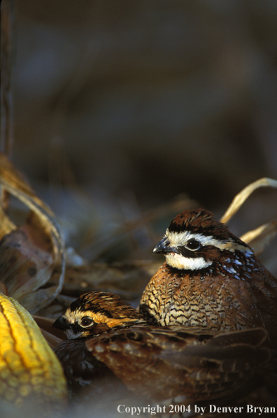 Pair of Bobwhite.