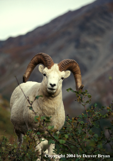 Bighorn sheep in habitat.