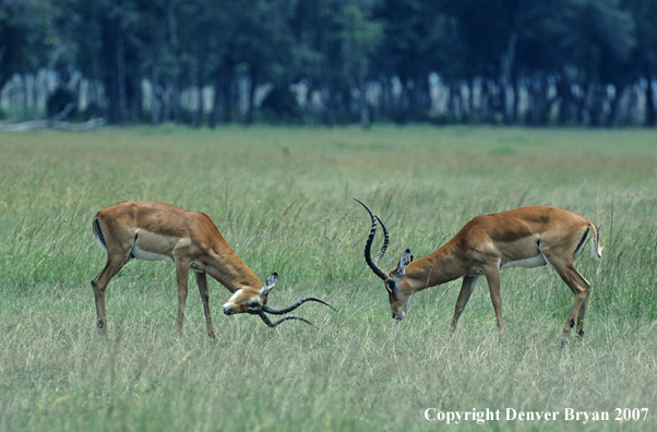 African Impala bucks sparring.
