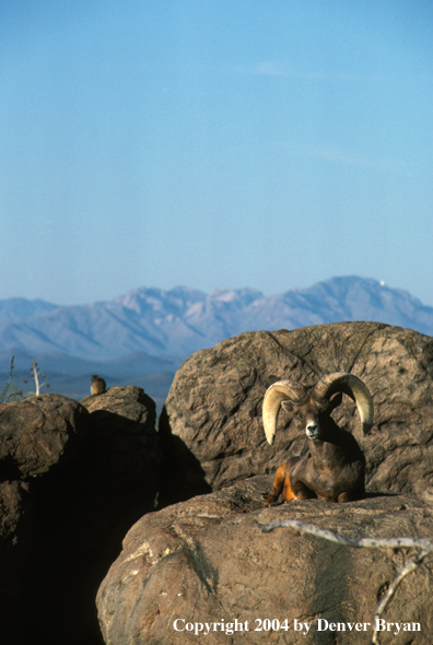 Desert bighorn sheep in habitat.