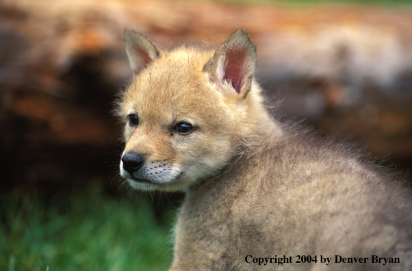 Coyote puppy.