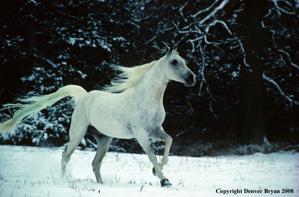 White Arabian Stallion
