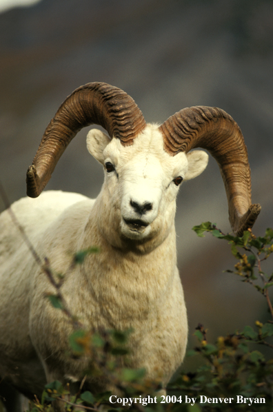 Bighorn sheep in habitat.