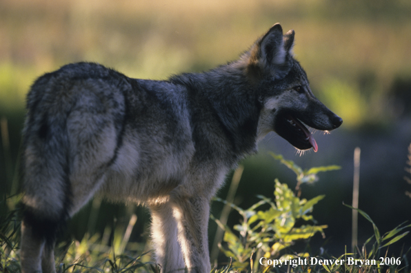 Gray wolf pup in habitat.