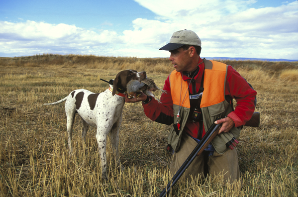 Upland bird hunter taking Hungarian partridge from English Pointer.