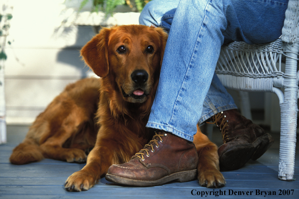 Golden Retriever with owner.