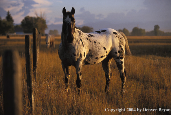 Appaloosa horse in pasture.