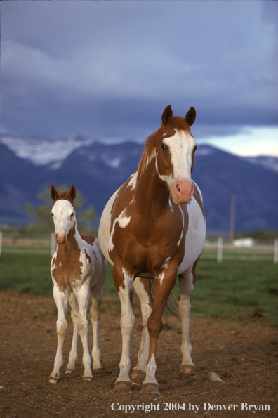 Paint horse and foal in pasture. 