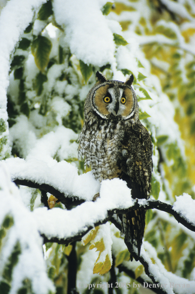 Long-eared owl perched in walnut tree.