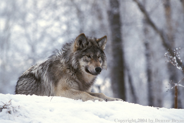 Gray wolf in winter habitat.
