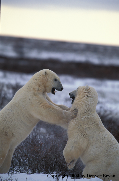 Polar Bears play fighting