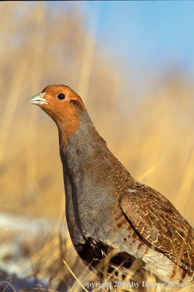 Hungarian Partridge in dead grass