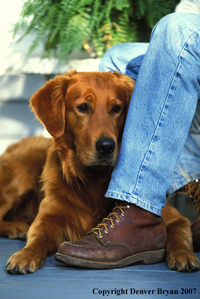 Golden Retriever with owner.