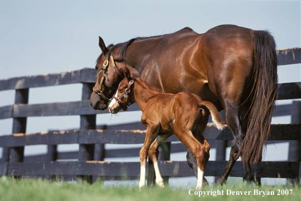 Thoroughbred mare and foal in pasture.