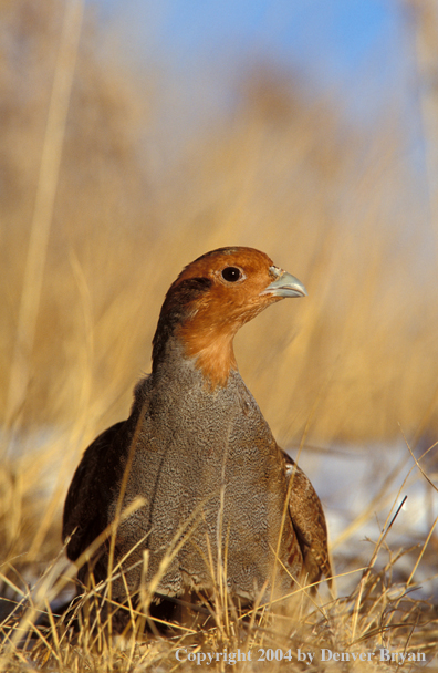 Hungarian Partridge in dead grass.