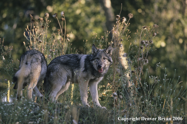 Gray wolf pups in habitat.