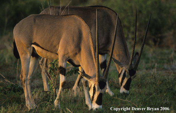 African Oryx eating.