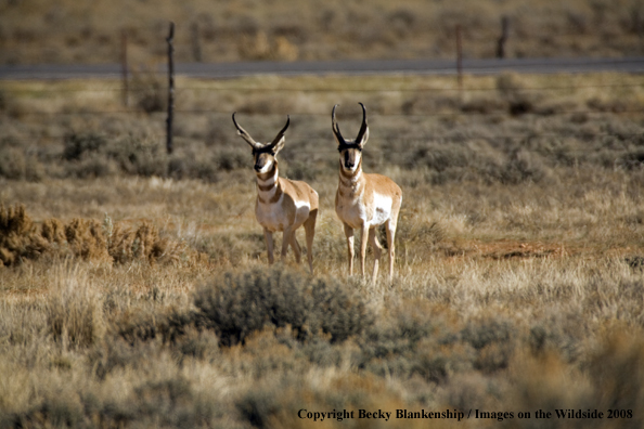 Pronghorn antelope