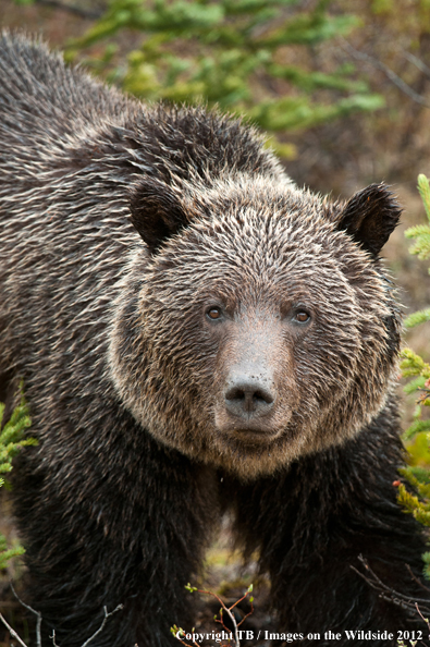Grizzly Bear in habitat.