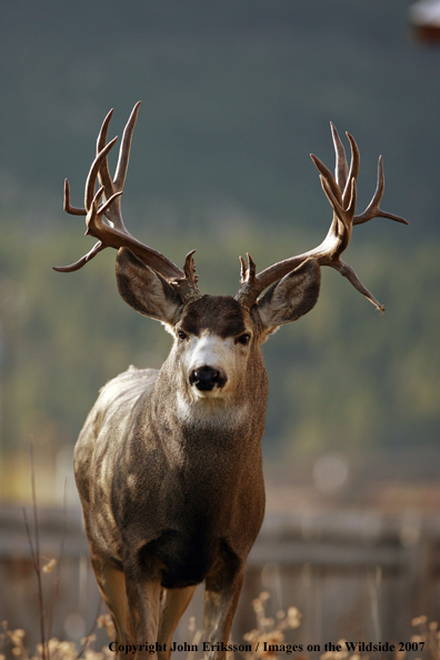 Mule deer 