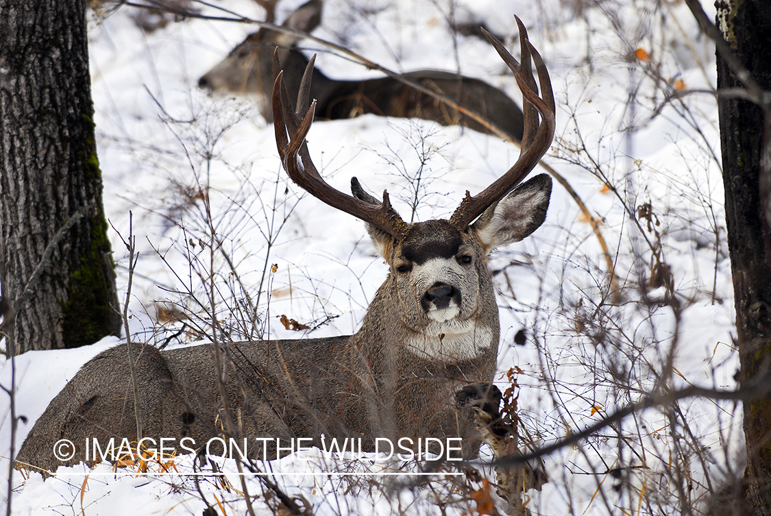 Mule deer 