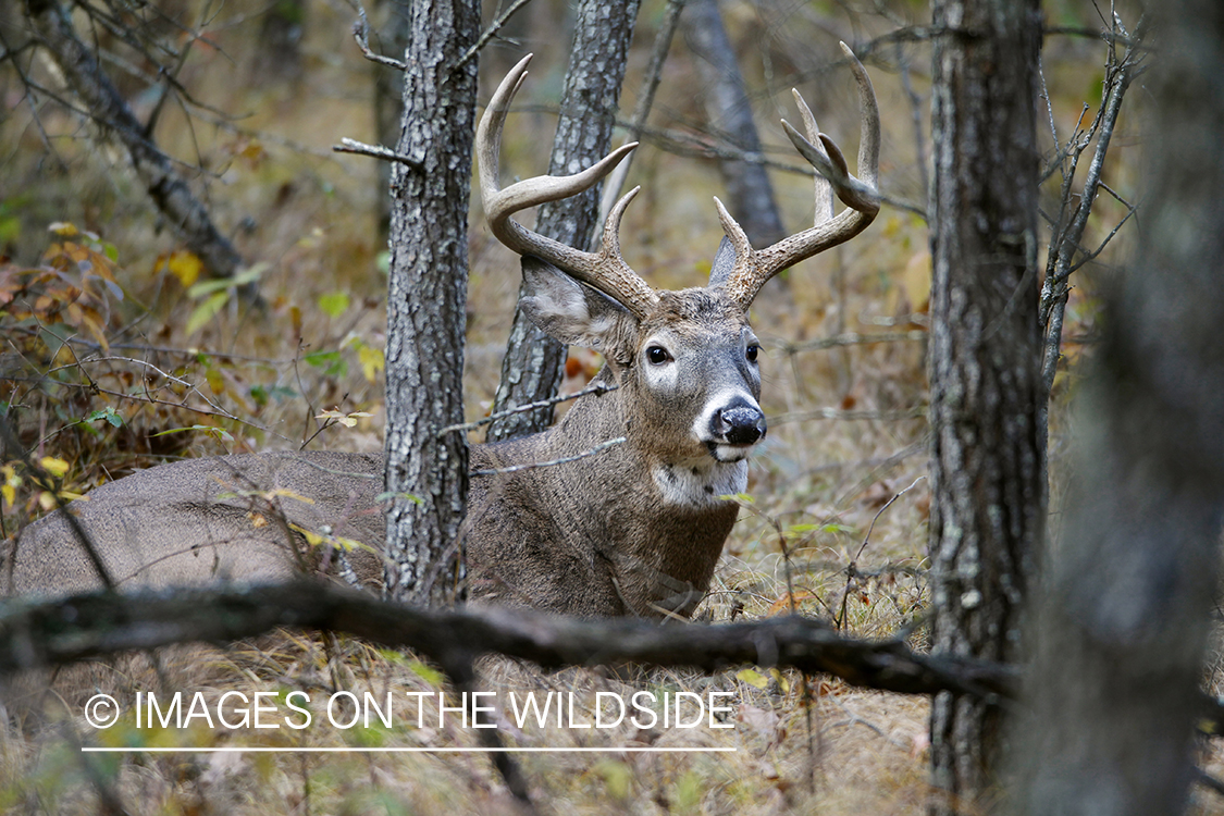 White-tailed buck laying in forest.
