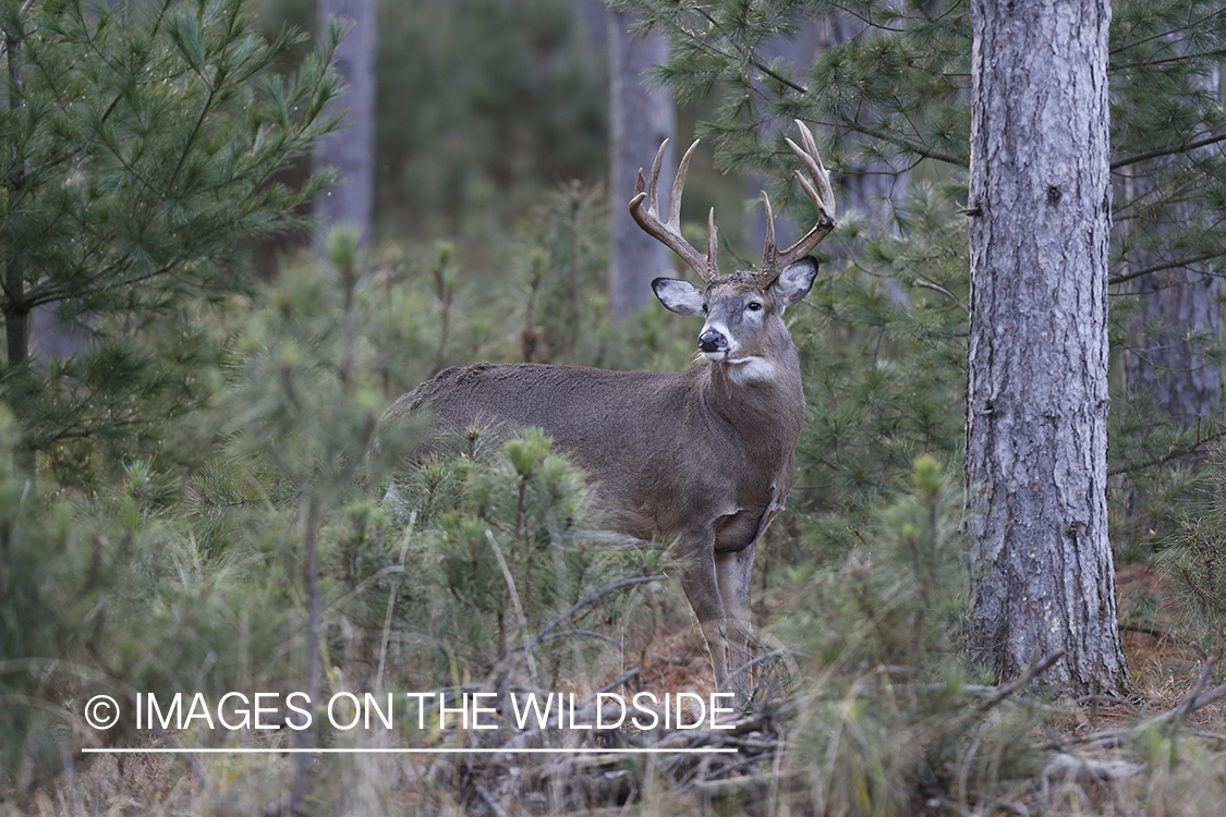 White-tailed buck in habitat.